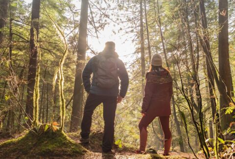 Baño de Bosque en México